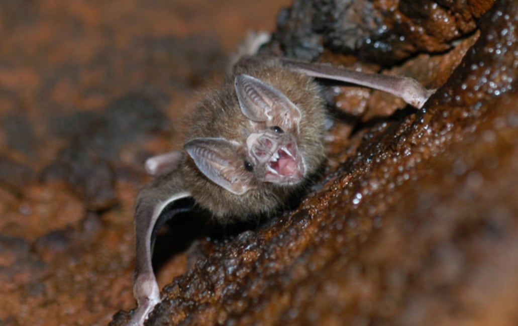 Hay operativos sanitarios para bloquear cualquier posibilidad de brote.