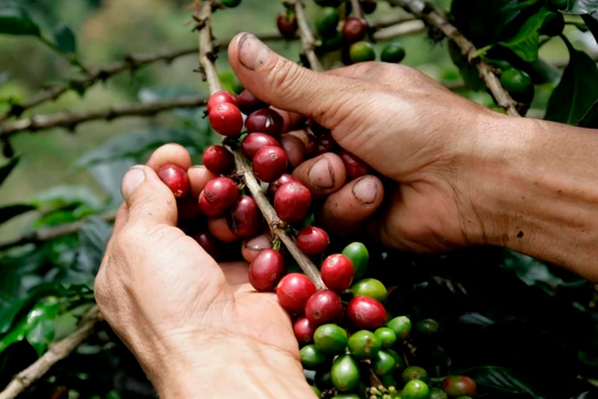 FOTO REDES SOCIALES 
   plantacion  cafe