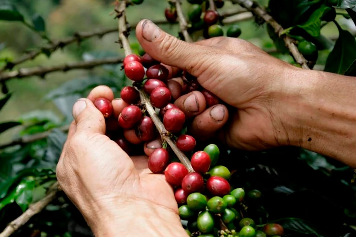 FOTO REDES SOCIALES
plantacion cafe