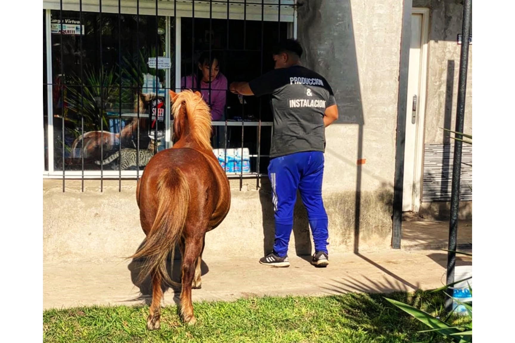 Un red point para mí y una alfalfa para el pibe, por Pablo Cipolla
