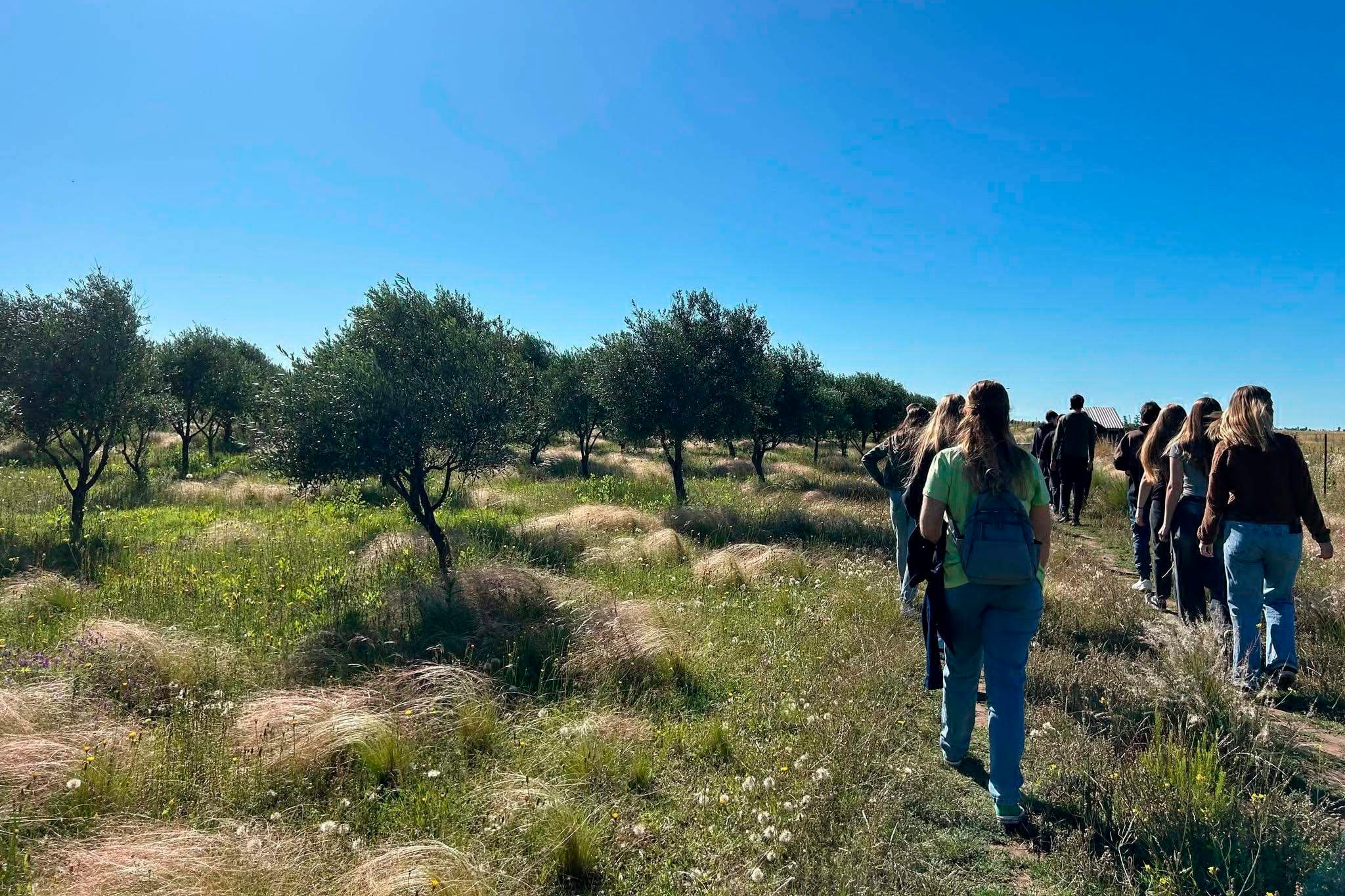 FOTO GENTILEZA 
   la ruta del olivo